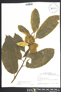 Castanea mollissima image