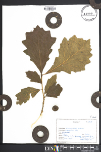 Quercus bicolor image