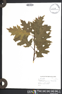 Quercus coccinea image