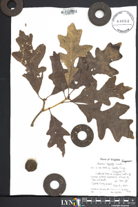 Quercus lyrata image