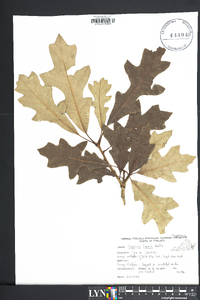 Quercus lyrata image