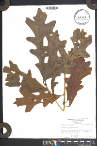 Quercus lyrata image