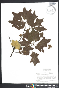 Quercus ilicifolia image