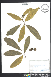 Quercus imbricaria image