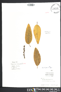 Quercus imbricaria image