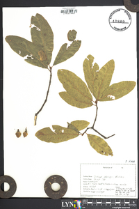 Quercus imbricaria image