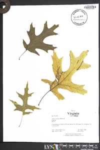 Quercus palustris image