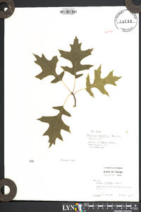 Quercus palustris image