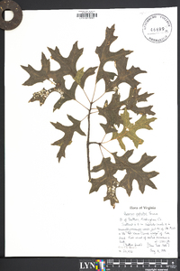 Quercus palustris image