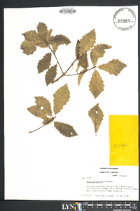 Quercus prinoides image