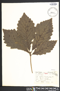 Quercus montana image