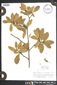 Quercus virginiana image