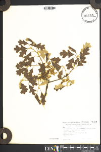 Quercus ilicifolia image