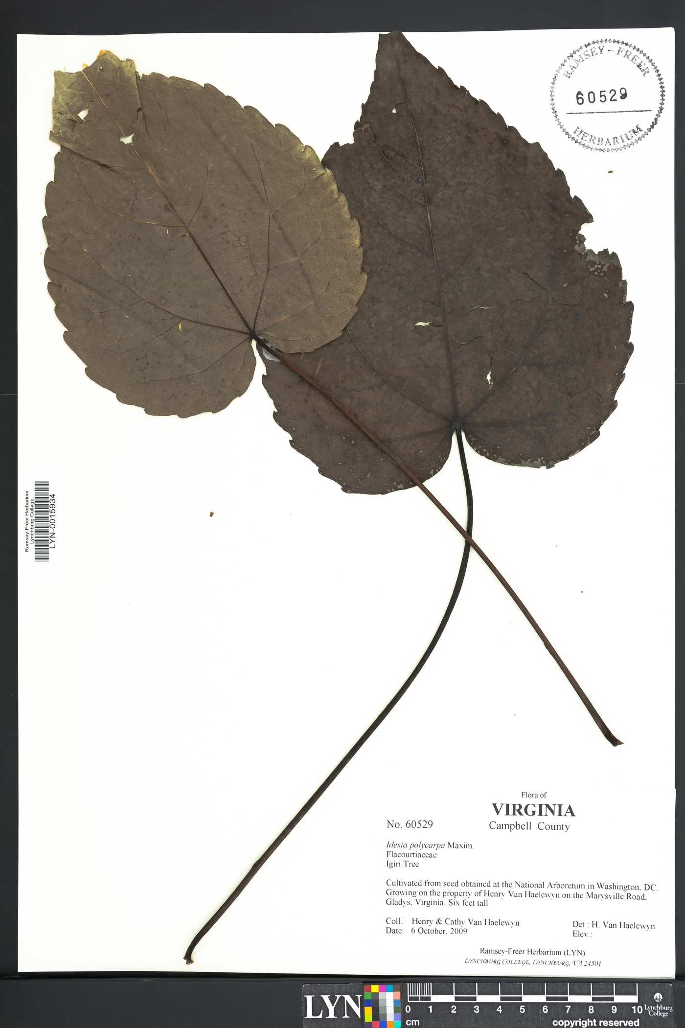 Idesia polycarpa image