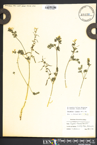 Corydalis flavula image