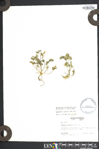 Corydalis flavula image