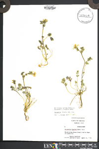 Corydalis flavula image