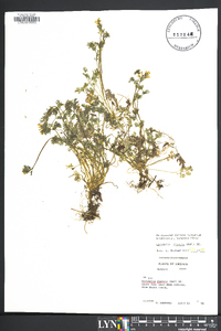 Corydalis flavula image