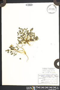 Corydalis flavula image