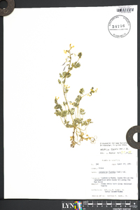 Corydalis flavula image