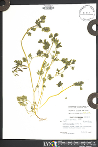 Corydalis flavula image