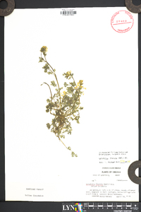 Corydalis flavula image