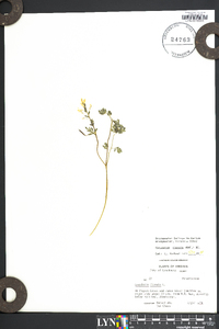 Corydalis flavula image