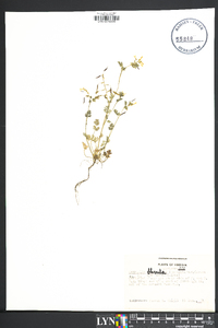 Corydalis flavula image