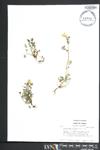 Corydalis flavula image