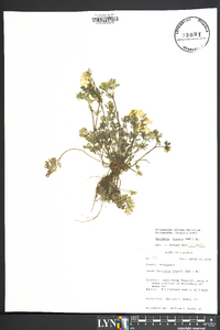 Corydalis flavula image