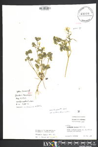 Corydalis flavula image