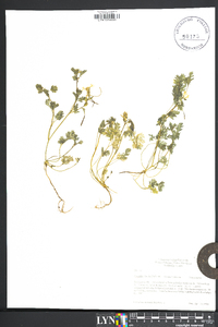 Corydalis flavula image