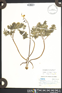 Dicentra cucullaria image