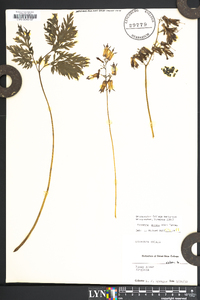 Dicentra eximia image