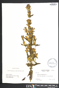 Gentiana quinquefolia image