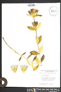 Gentiana saponaria image