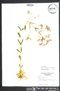 Sabatia brachiata image