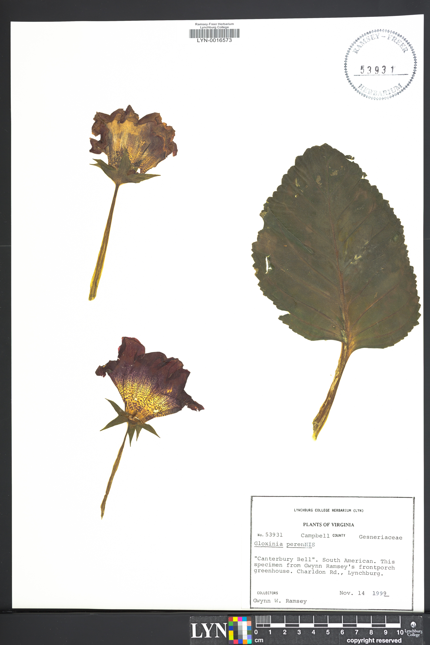 Gloxinia perennis image