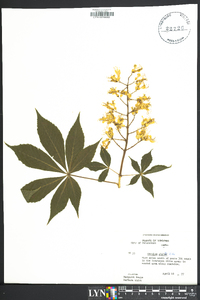 Aesculus glabra image