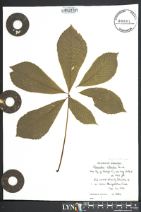 Aesculus flava image