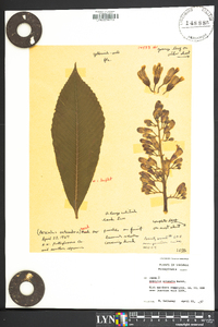 Aesculus flava image