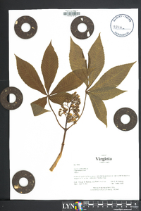 Aesculus sylvatica image