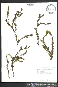 Elodea canadensis image