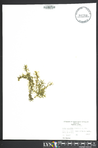 Elodea nuttallii image