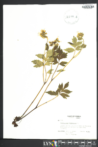 Hydrophyllum virginianum image