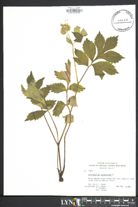 Hydrophyllum virginianum image