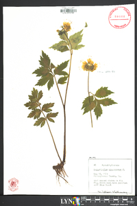 Hydrophyllum virginianum image