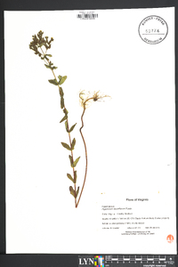 Hypericum densiflorum image