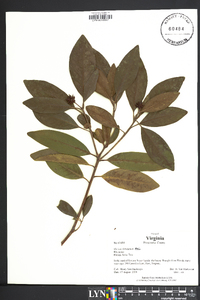 Illicium floridanum image