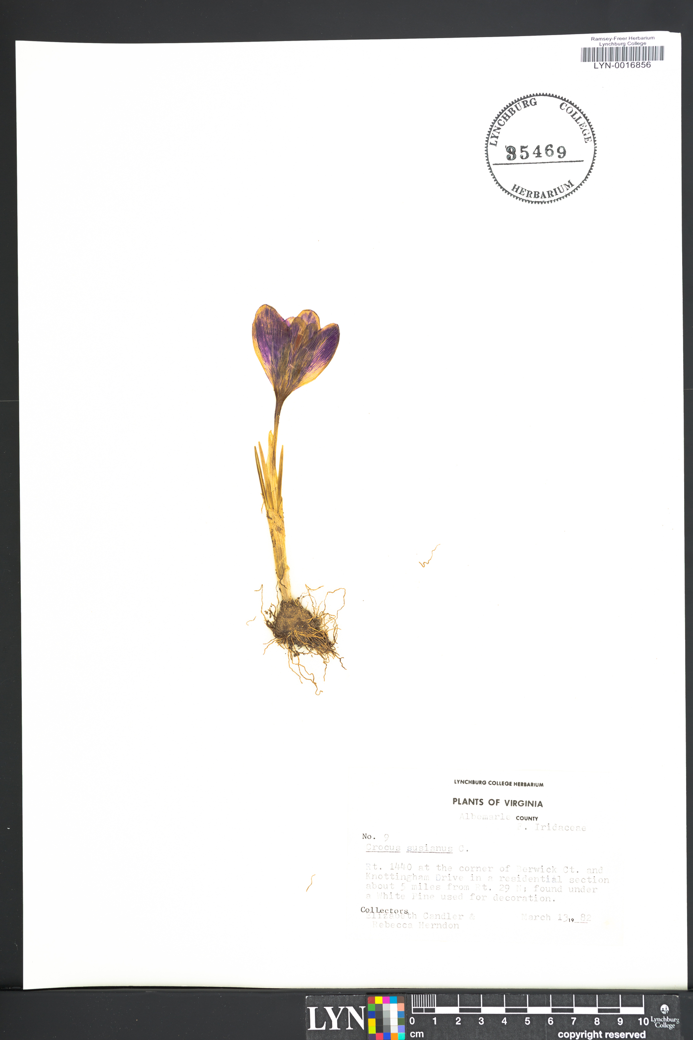 Crocus susianus image